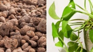 Growing Pothos in LECA: Pro's & Con's & How-to Grow Guide 1 growing pothos plant in leca