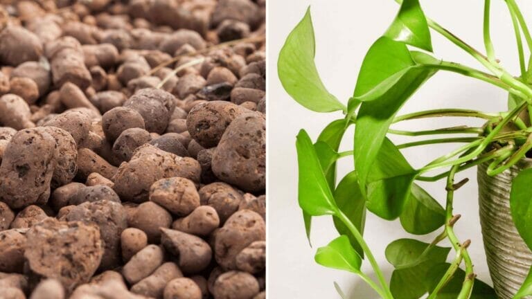 Growing Pothos in LECA: Pro's & Con's & How-to Grow Guide 6 growing pothos plant in leca