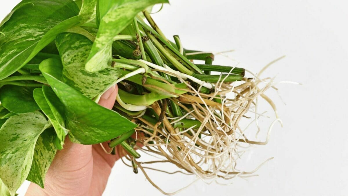 Mold in Pothos Soil: 4 Types & How to Control Them 3 healthy pothos roots