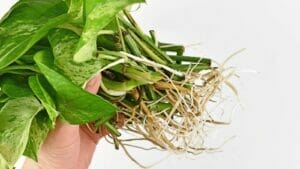 Pothos Roots ~ Keep Them Healthy & How to Fix Damaged Roots 1 healthy pothos roots