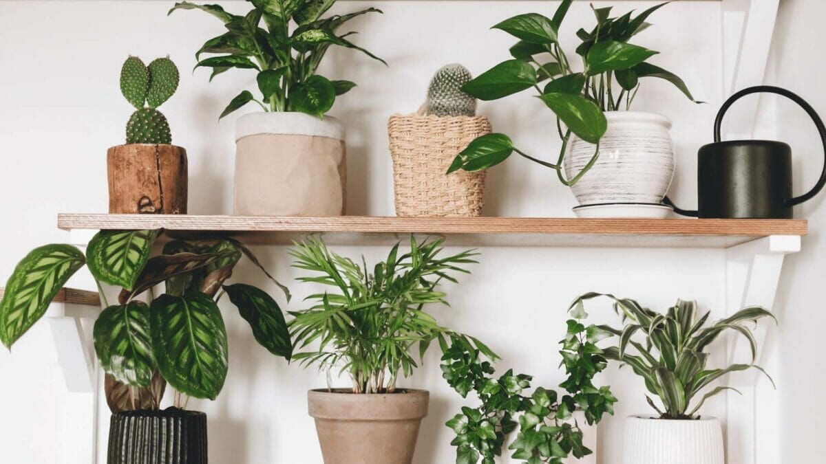 houseplant display with pothos