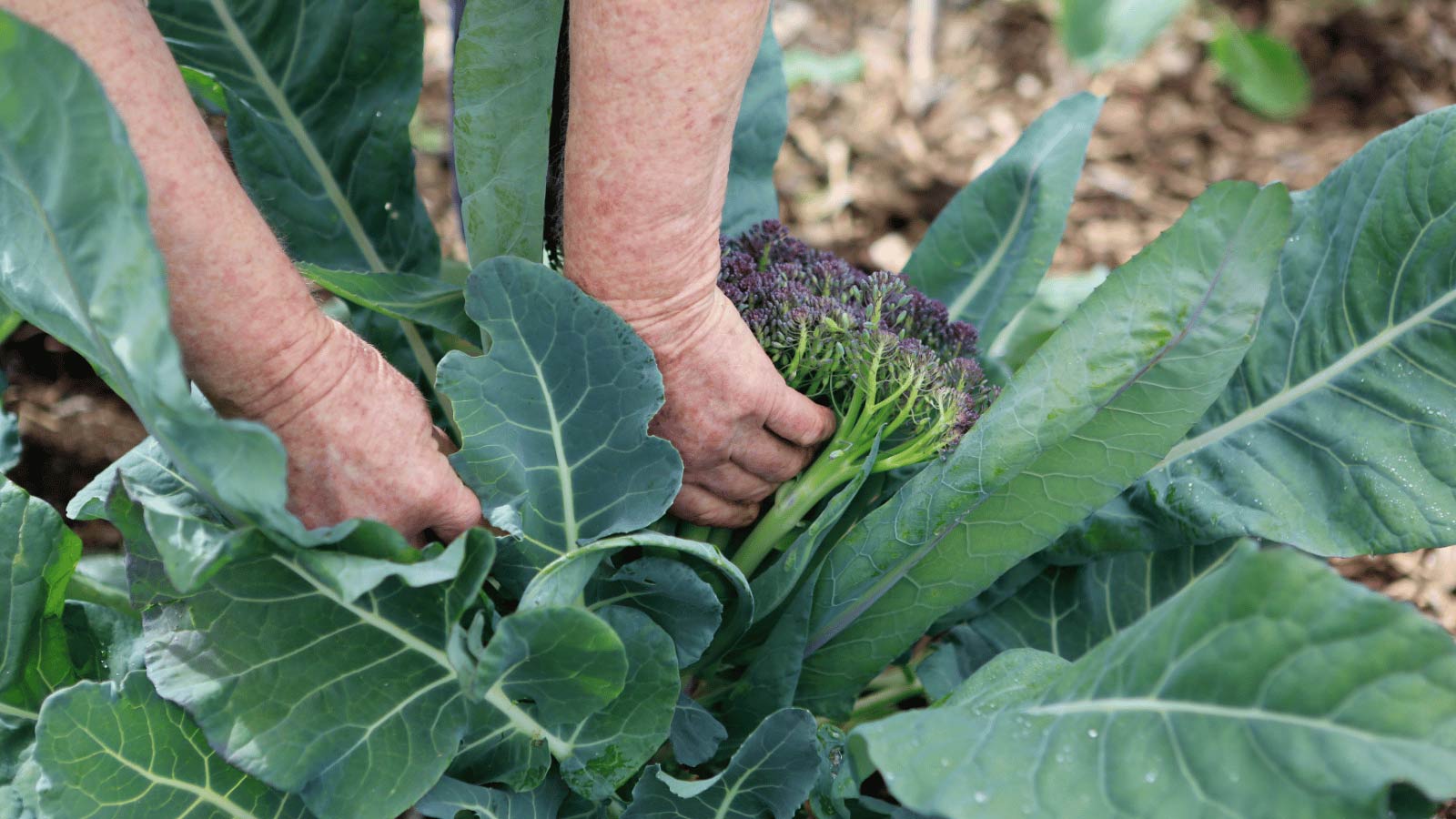 10 Best Chamomile Companion Plants & 3 You Should Avoid 5 broccoli plant