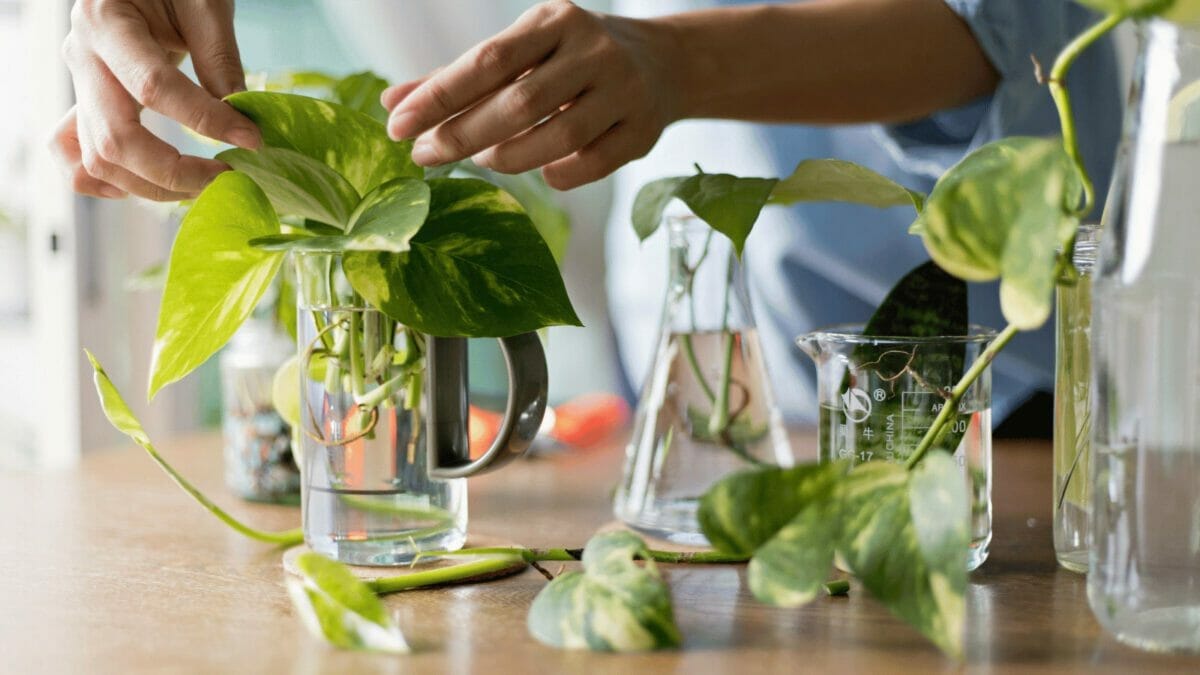 Selling Plants? You Might Be Breaking the Law Without Realizing It 6 how long does it take to propagate pothos plants