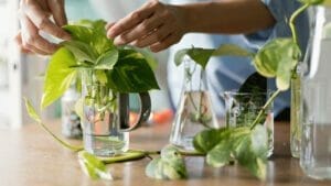 How Long Does It Take To Propagate Pothos? (How To Speed Up Root Growth!) 1 how long does it take to propagate pothos plants