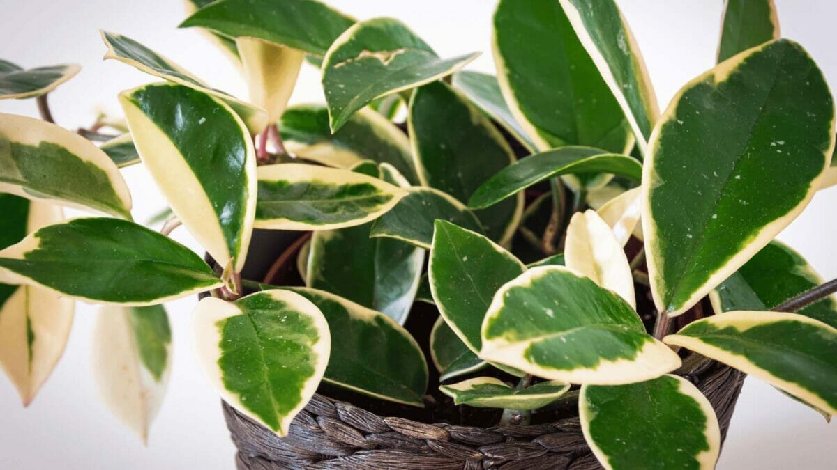 hoya wax plant