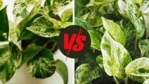 Jessenia Pothos vs Marble Queen Pothos: The Two Varieties Compared 1 jessenia pothos vs marble queen pothos plants compared
