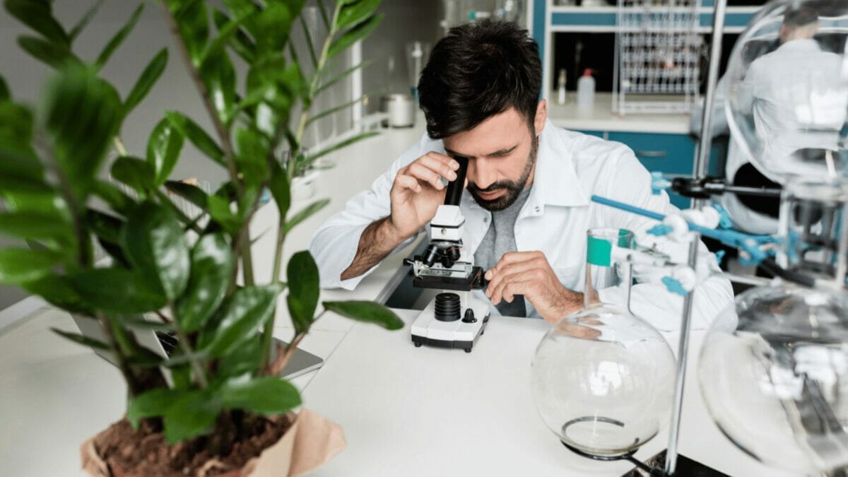 Butterflies Achieve Record-Breaking 2,600-Mile Flight Over the Atlantic 4 Butterflies Achieve Record-Breaking 2,600-Mile Flight Over the Atlantic - lab houseplants dp159264230