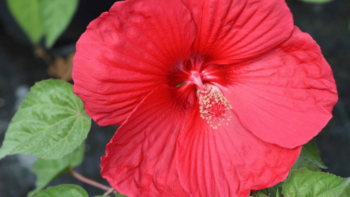 Give Your Hibiscus a Boost with This Kitchen Staple 5 Give Your Hibiscus a Boost with This Kitchen Staple - luna red Hibiscus dp282615672