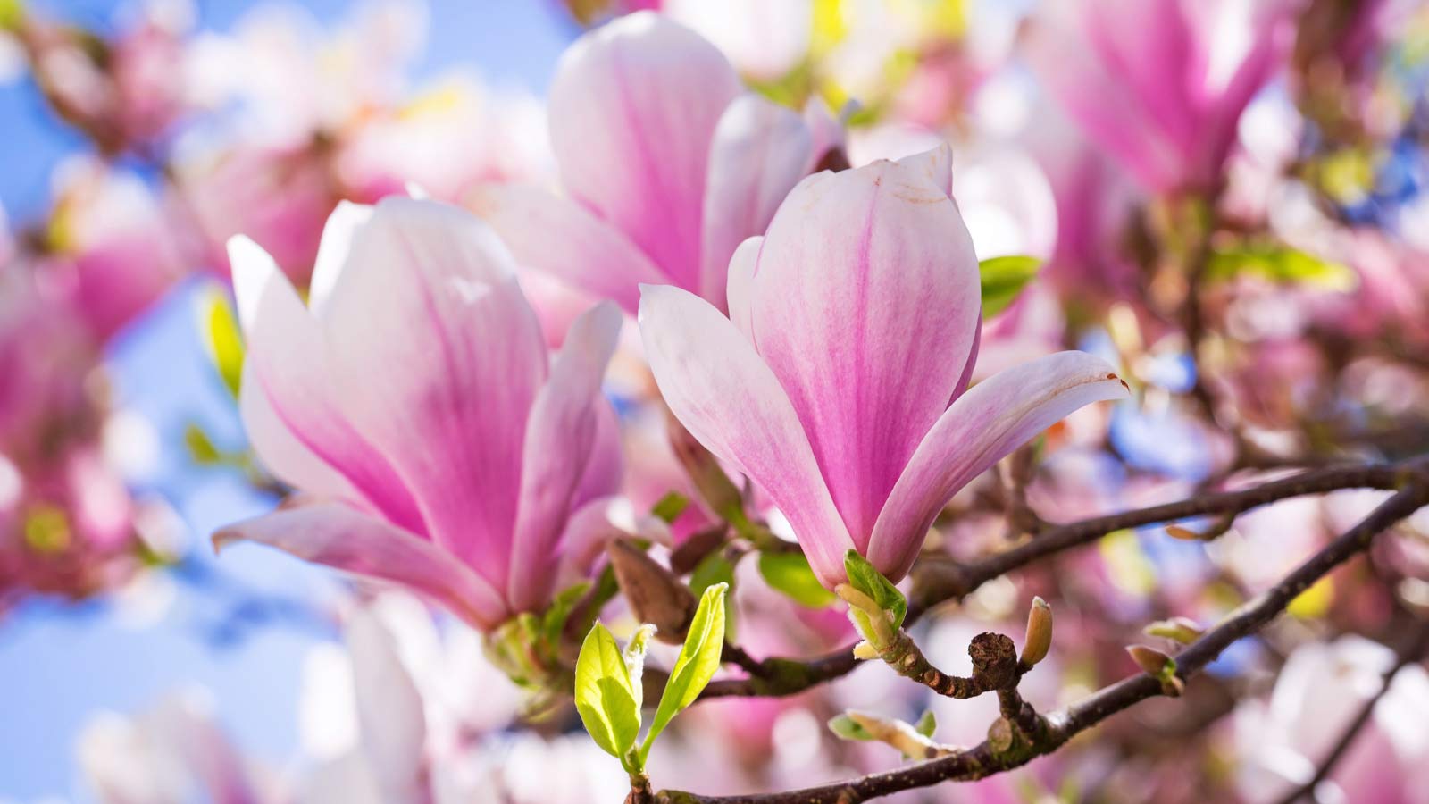 magnolia-flowers-ss45916989 magnolia flowers