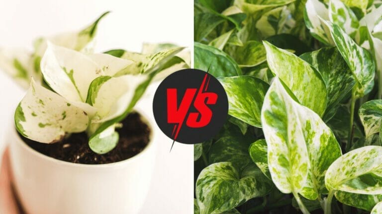 Plant Showdown: The Manjula Pothos vs Marble Queen Pothos 8 manjula pothos vs marble queen pothos plants compared