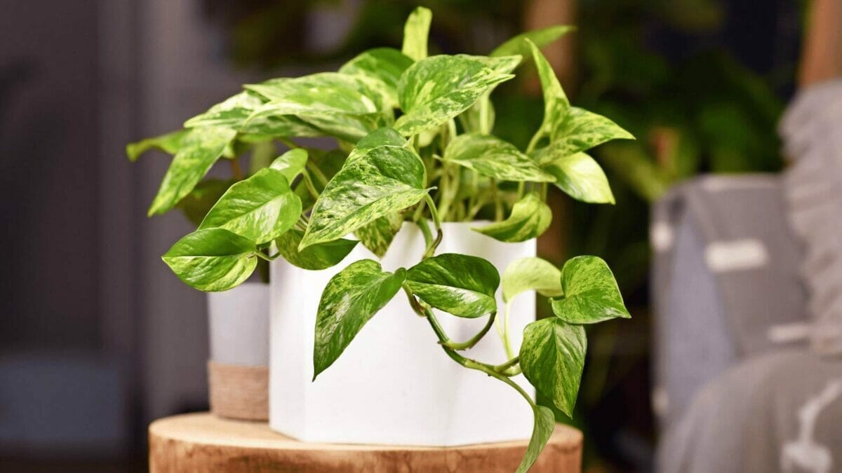 Jessenia Pothos vs Marble Queen Pothos: The Two Varieties Compared 5 marble queen pothos plant