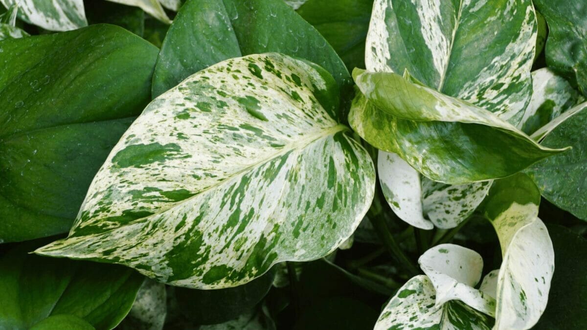 Jessenia Pothos vs Marble Queen Pothos: The Two Varieties Compared 6 Marble Queen pothos leaves closeup