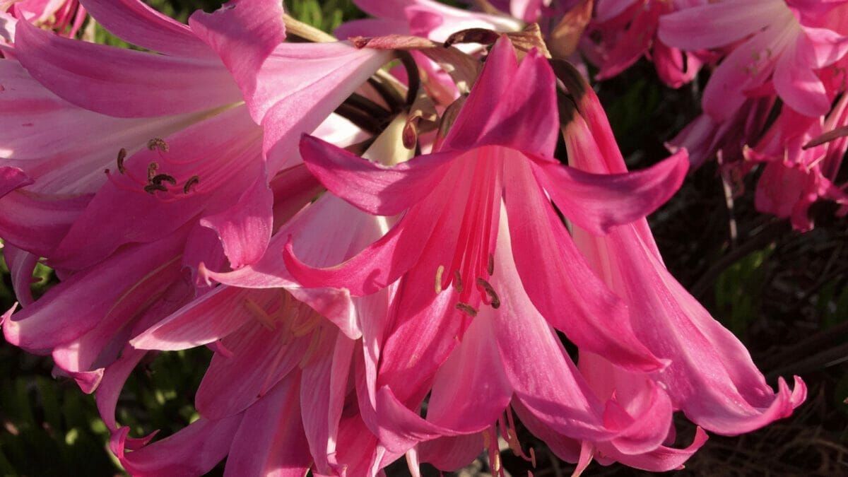 Naked Ladies Flowers: Lady Lilies That Will Leave You Speechless 3 march lily - naked ladys flower in bloom