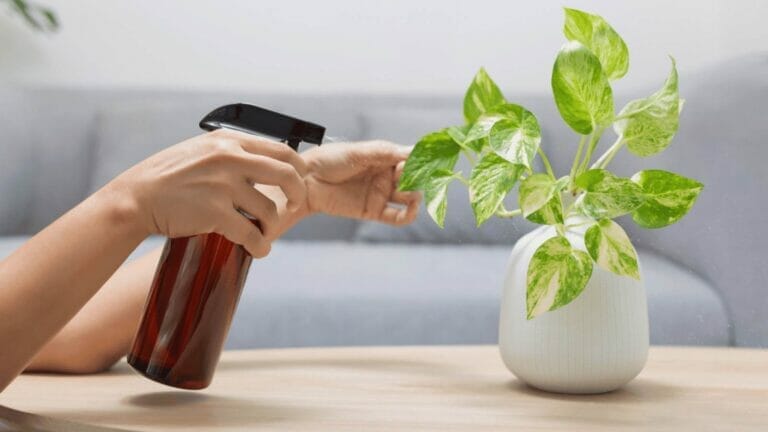 Should I Mist My Pothos? Misting Myth Busted + Easy Solutions 9 misting a pothos plant on a table