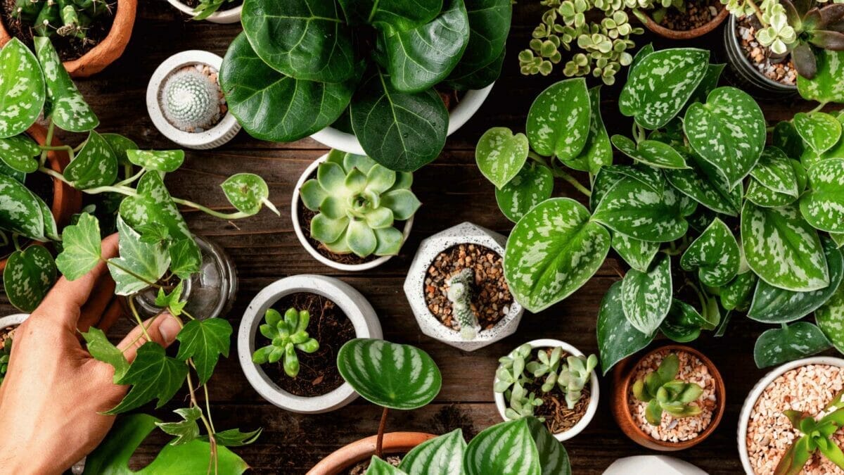 mix of houseplants