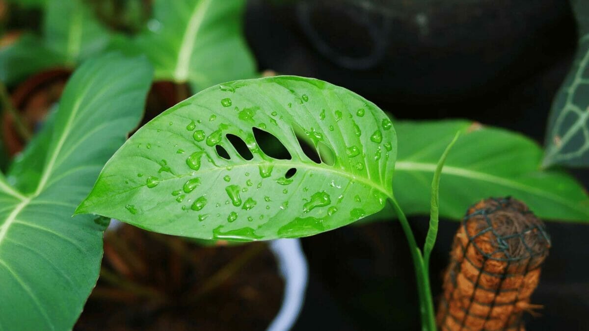 Monstera Laniata: Subsp of Andansonii - Pro Plant Care Guide 5 monstera adansonii laniata plant