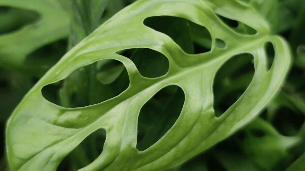 Monstera Laniata: Subsp of Andansonii - Pro Plant Care Guide 4 monstera adansonii