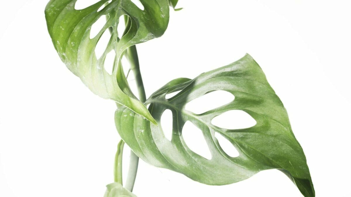 Monstera Laniata: Subsp of Andansonii - Pro Plant Care Guide 3 monstera adansonii laniata plant