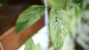 Monstera Laniata: Subsp of Andansonii - Pro Plant Care Guide 1 monstera laniata plant