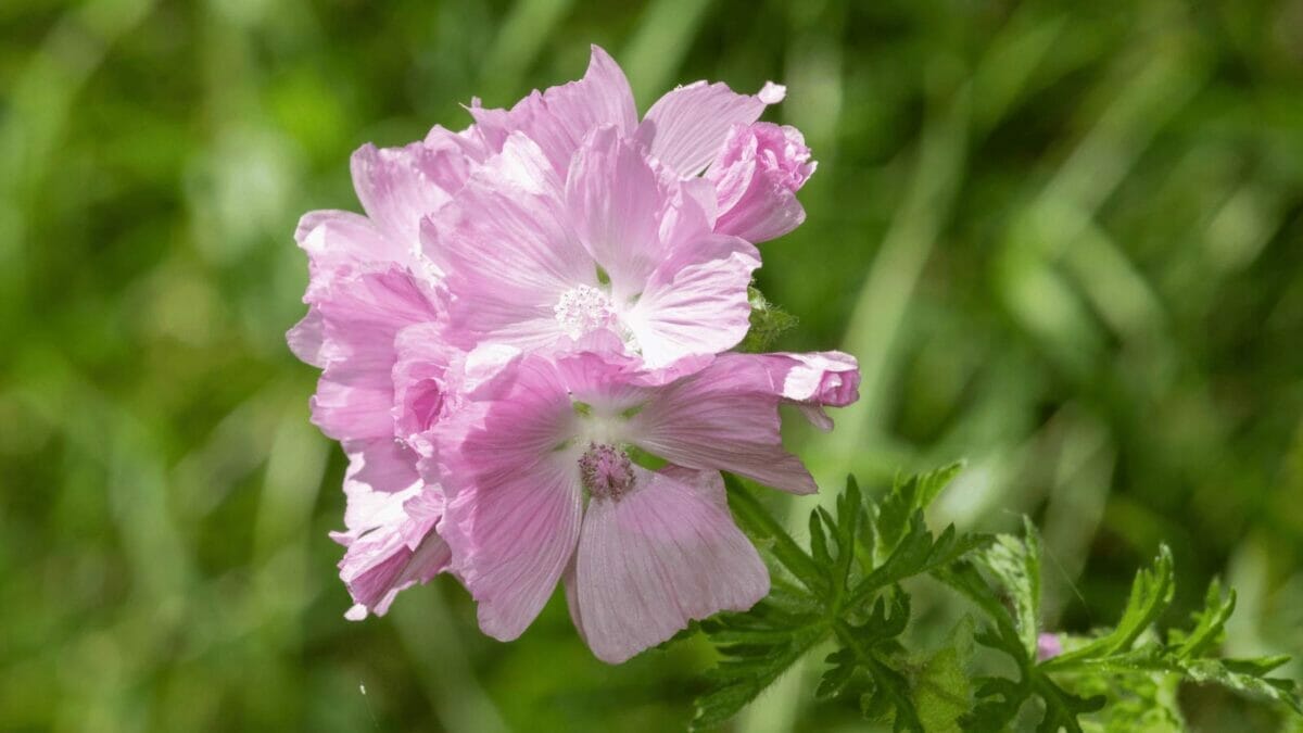 13 Common Mallow Plant Diseases to Avoid & Solutions 4 13 Common Mallow Plant Diseases to Avoid & Solutions - musk mallow hibiscus d490041020 2