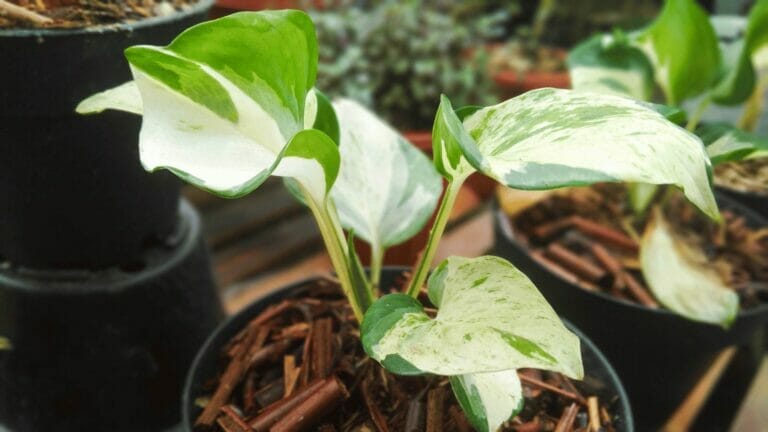 Mutant Manjula Pothos: The Mutated Pothos Everyone Is Buzzing About 7 mutant manjula pothos plant