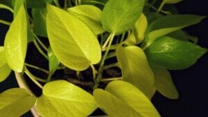 Neon Pothos Turning Green: How to Keep Your Plants Glow 1 closeup of neon pothos leaves turning green