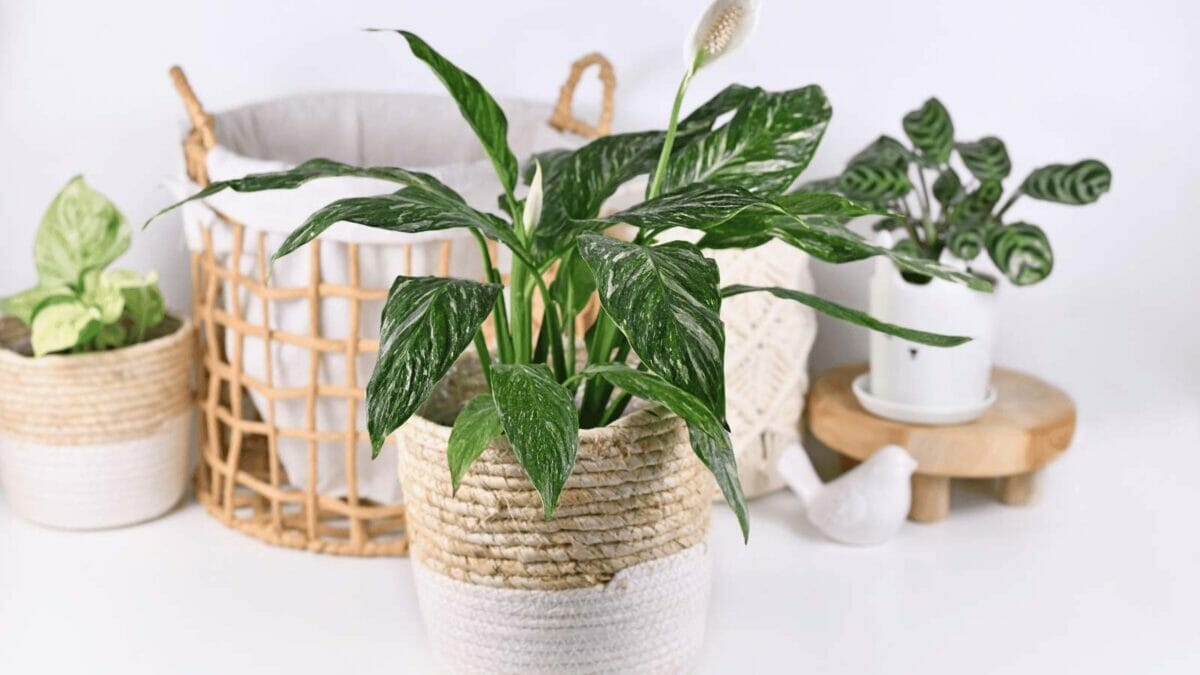 Peace lilies, or Spathiphyllum spp.