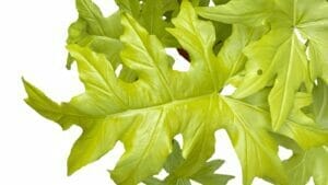 Philodendron Warscewiczii 'Aurea Flavum' Plant Care Guide 1 philodendron warscewiczii plant