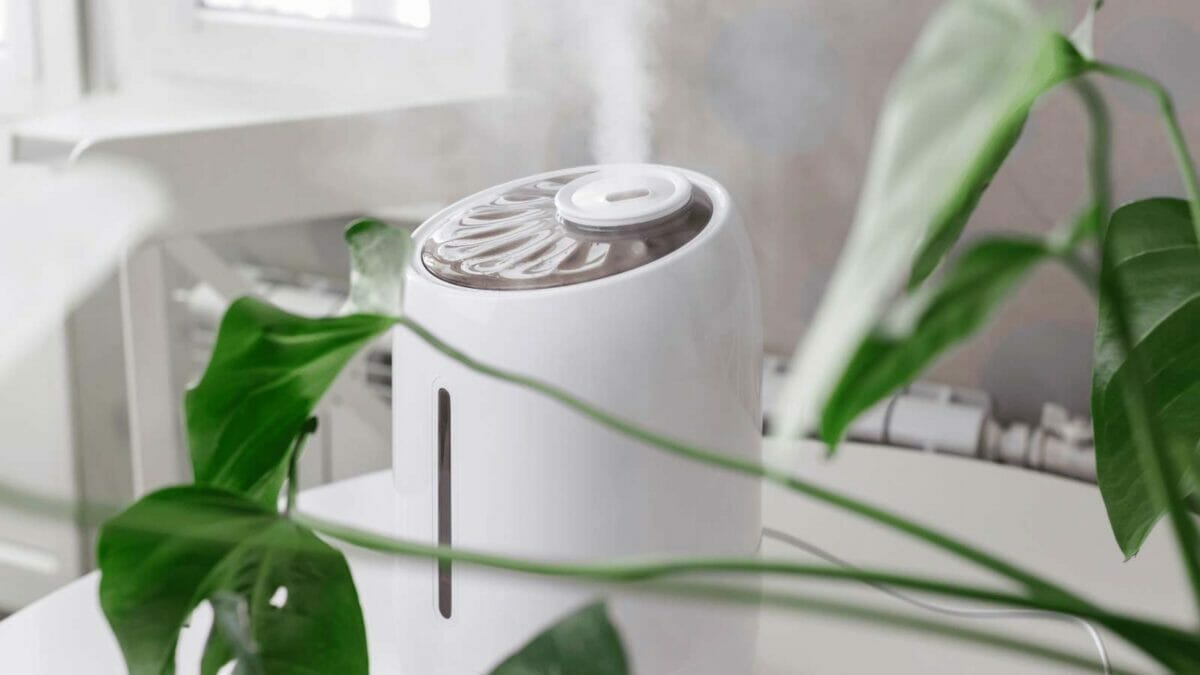 Pothos Humidity Requirements: What % Level These Plants Need to Thrive 2 houseplant humidifier