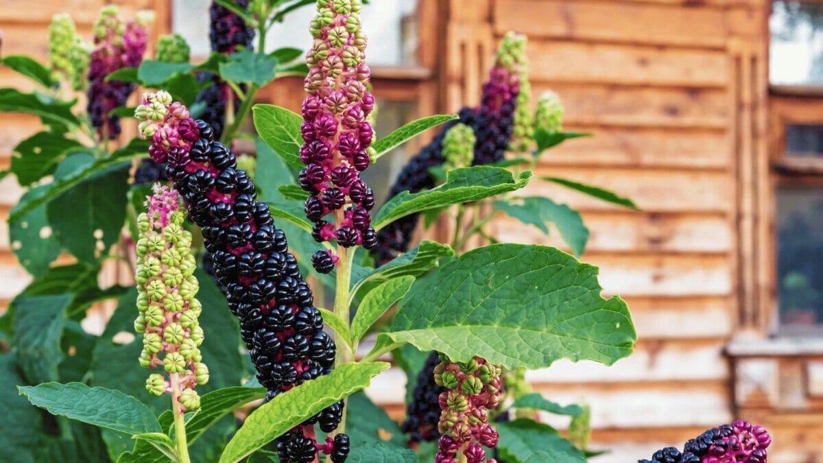 Is Pokeweed Poisonous to Touch With Bare Hands? Symptoms & How to Stay Safe 2 a pokeweed plant growing by a house that is poisonous to touch with bare hands