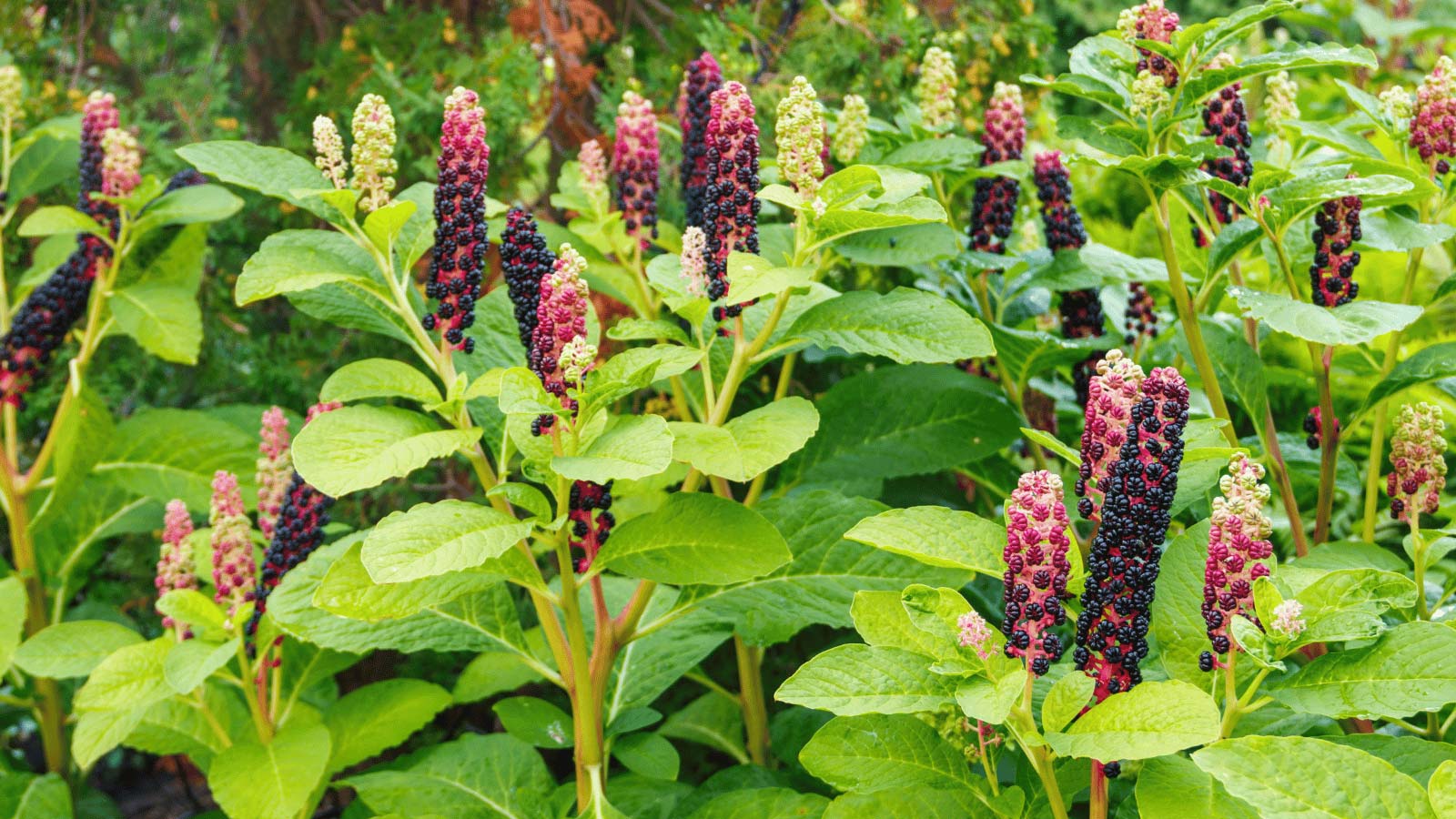 pokeweed-plants-dp369206396 pokeweed plants