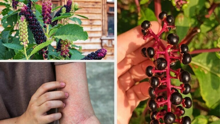 Is Pokeweed Poisonous to Touch With Bare Hands? Symptoms & How to Stay Safe 2 touching poisonous pokeweed with bare hands and showing rash