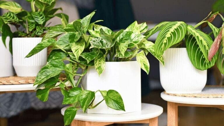 pothos and companion plants