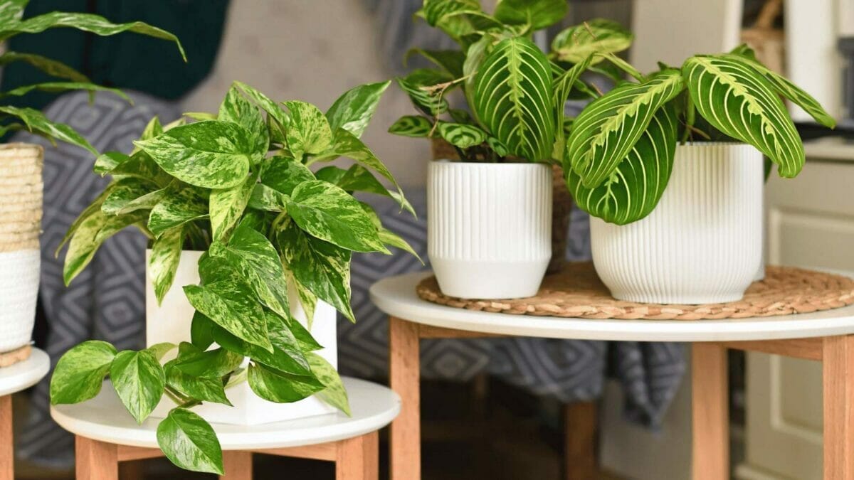 pothos with companion plants