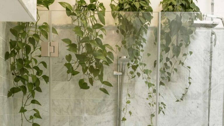 Pothos Humidity Requirements: What % Level These Plants Need to Thrive 4 increasing pothos humidity in bathroom