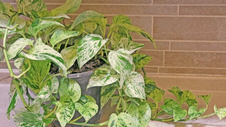 Why Are My Pothos Leaves Turning White? 8 Causes & Solutions 5 pothos plant leaves turning white
