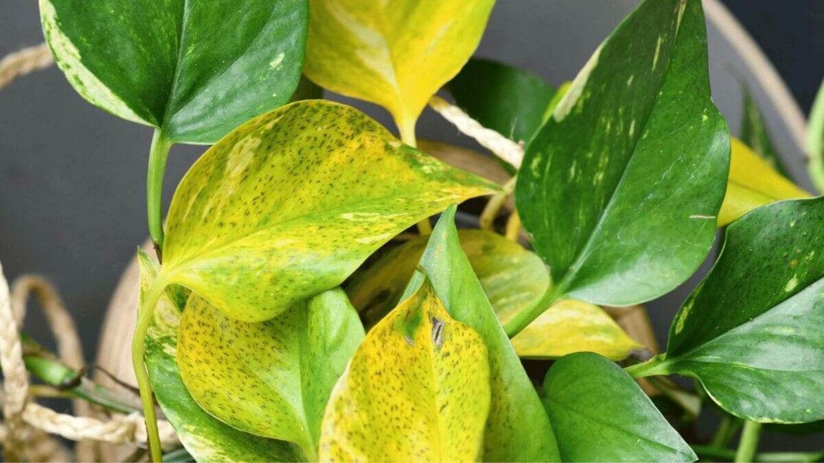 pothos plant leaves turning yellow