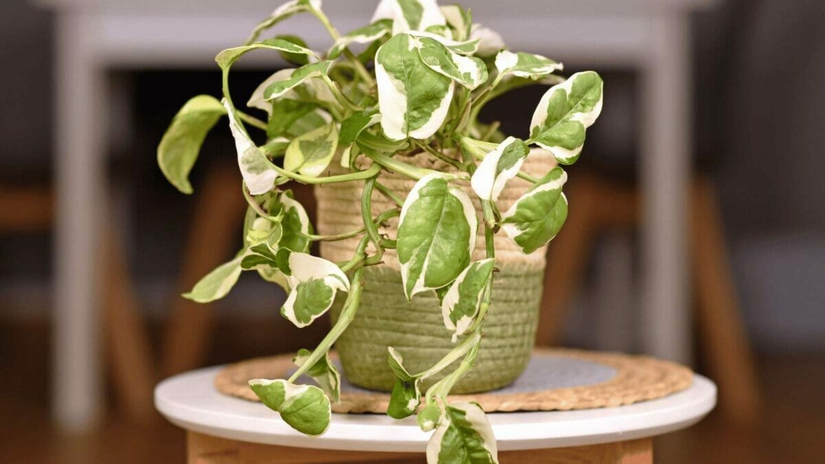 Pothos N'Joy: The Houseplant That's Both Gorgeous & Enjoyable 7 n'joy pothos plant on a table