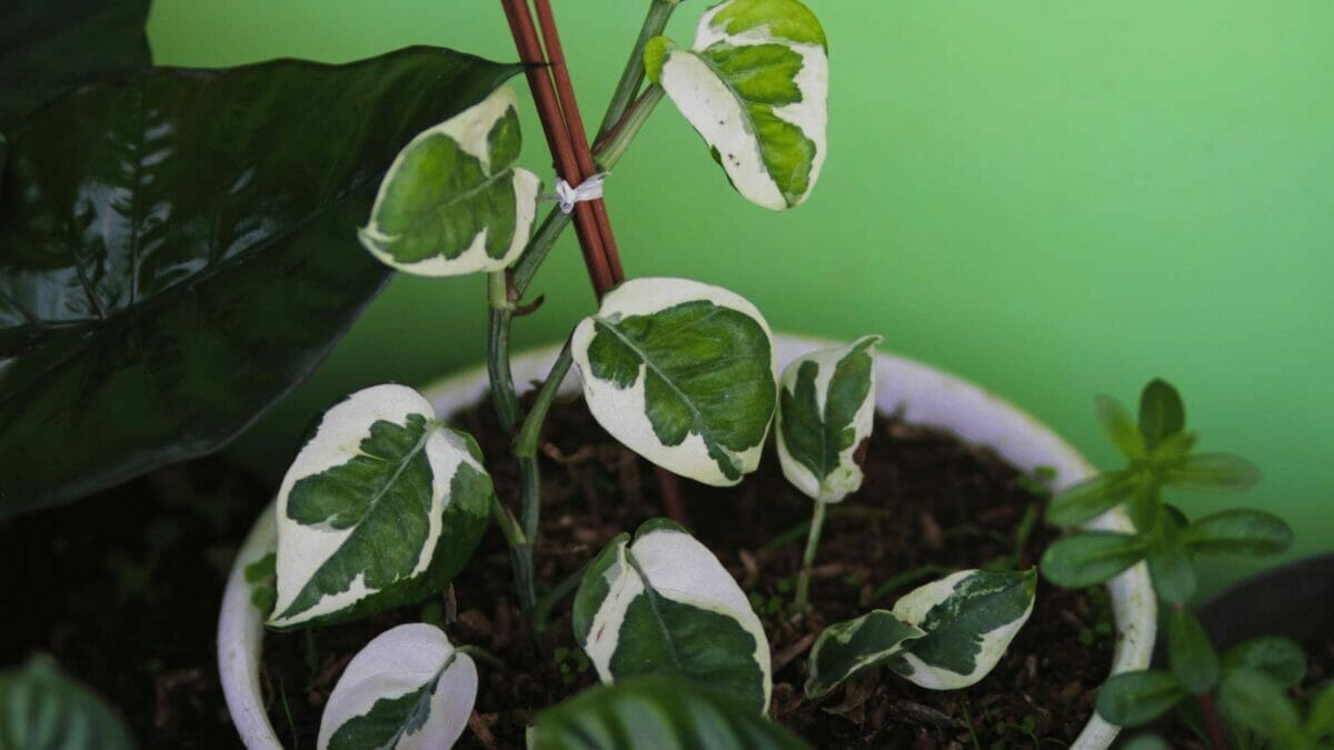 Pothos N'Joy: The Houseplant That's Both Gorgeous & Enjoyable 3 pothos n joy plant climbing in a pot