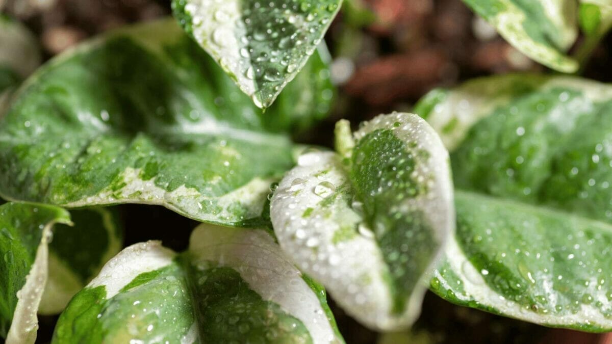 8 Reasons for a Pothos Vine With No Leaves & Easy Solutions 5 pothos mist on leaves