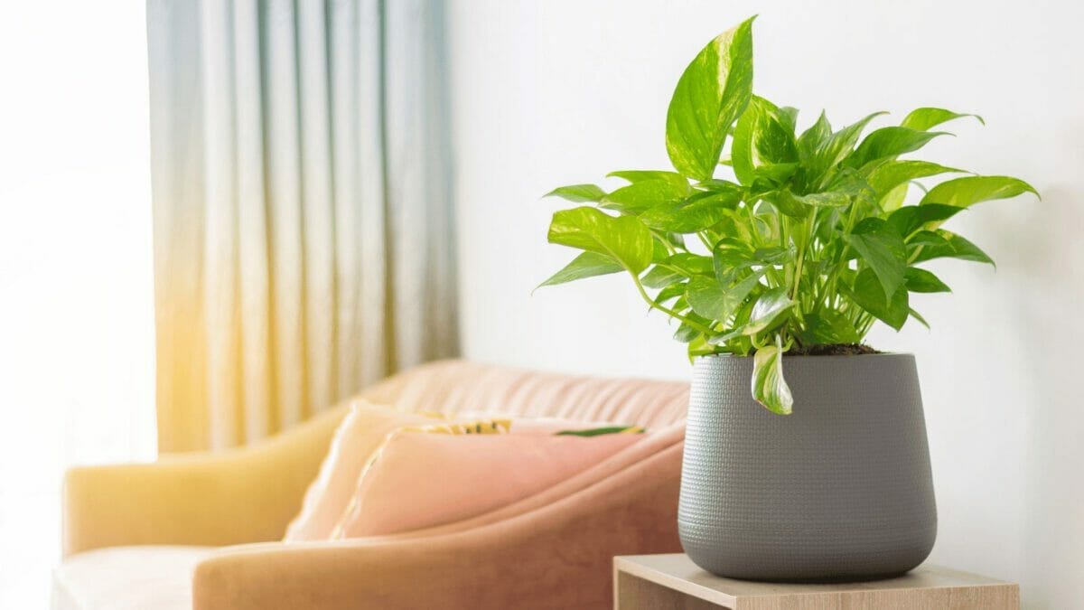 on table showing the benefits of pothos plants.