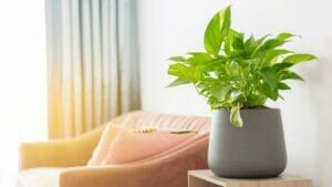 6 Fact-Checked Pothos Plant Benefits & 1 Disadvantage 1 on table showing the benefits of pothos plants.