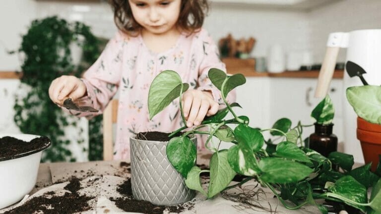 Do Pothos Need Drainage: The Dangers of No Drainage Holes & Simple Solutions 3 girl repotting a pothos plant into a pot with no drainage holes
