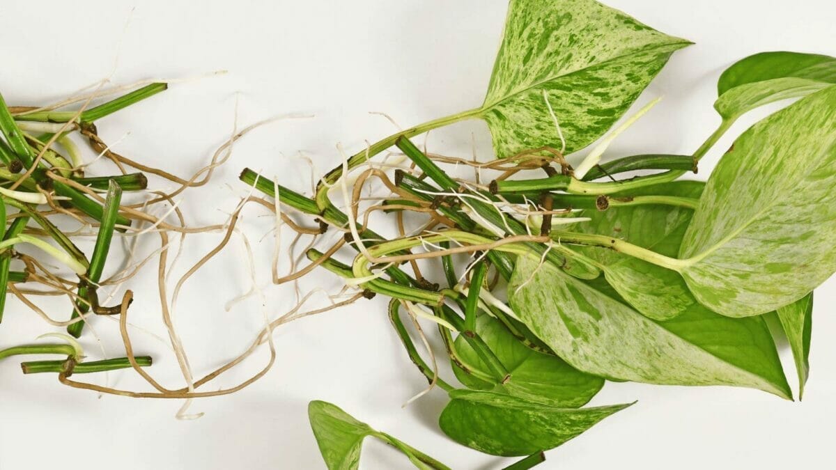 Pothos Roots ~ Keep Them Healthy & How to Fix Damaged Roots 2 pothos roots growing out of nodes