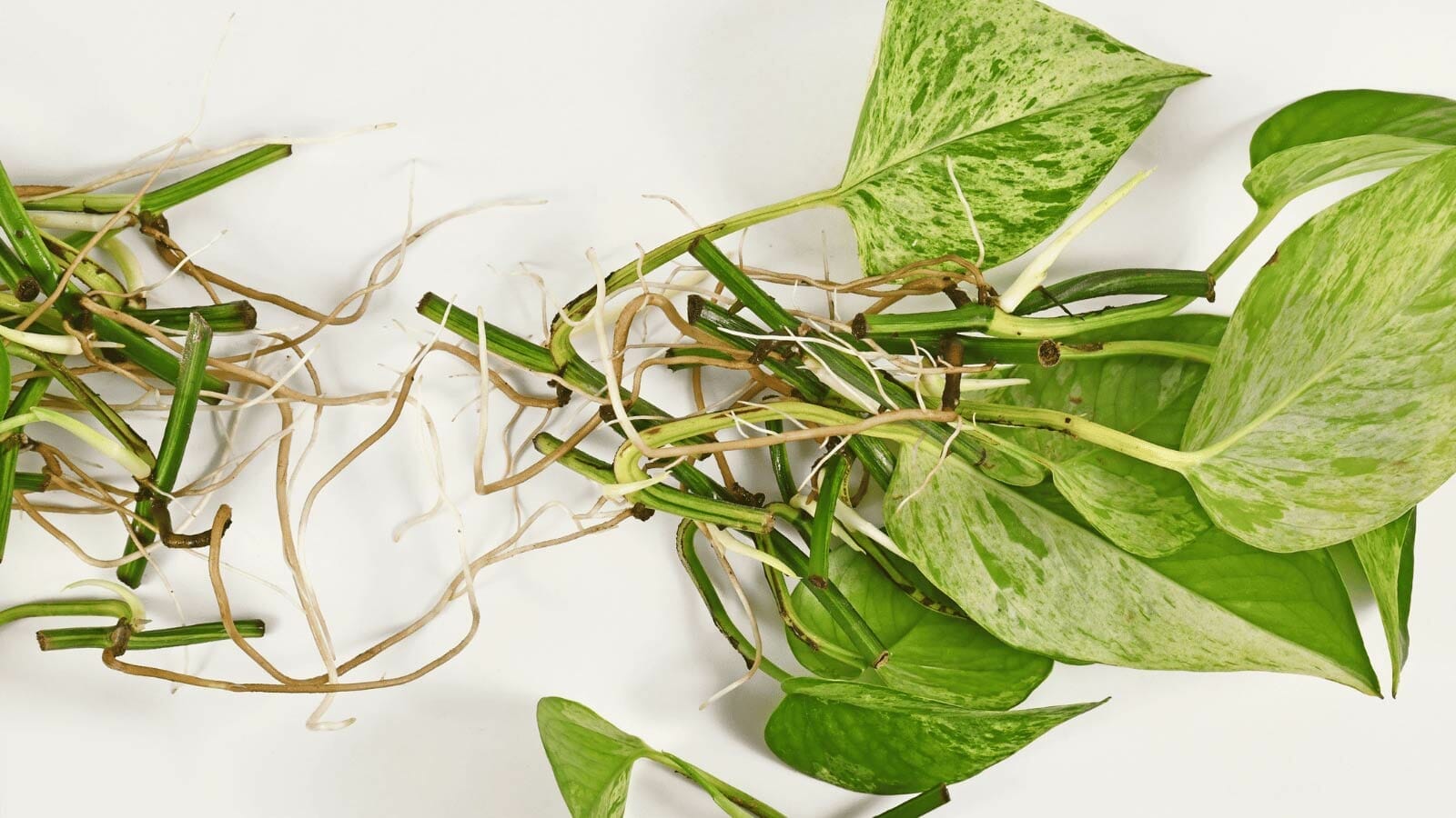 pothos-roots-dp600612240 healthy pothos roots