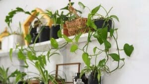 8 Reasons for a Pothos Vine With No Leaves & Easy Solutions 1 pothos vine with no leaves on a shelf
