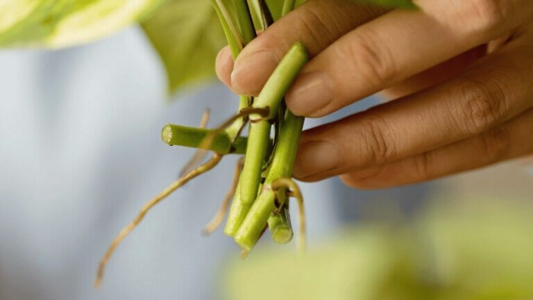 How to Propagate Pothos Without Leaves (Step-By-Step Guide) 3 about to propagate a pothos plant without leaves