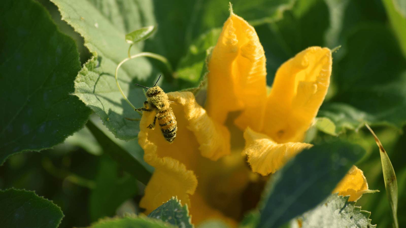 pumpkin-flower-bee-dp205924838 pumpin flower being pollinated be a bee
