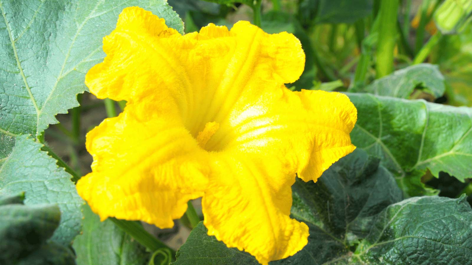 pumpkin-flower-dp21502969 Pumpkin Growing Stages: The Complete Life Cycle Guide From Seed to Harvest - pumpkin flower dp21502969