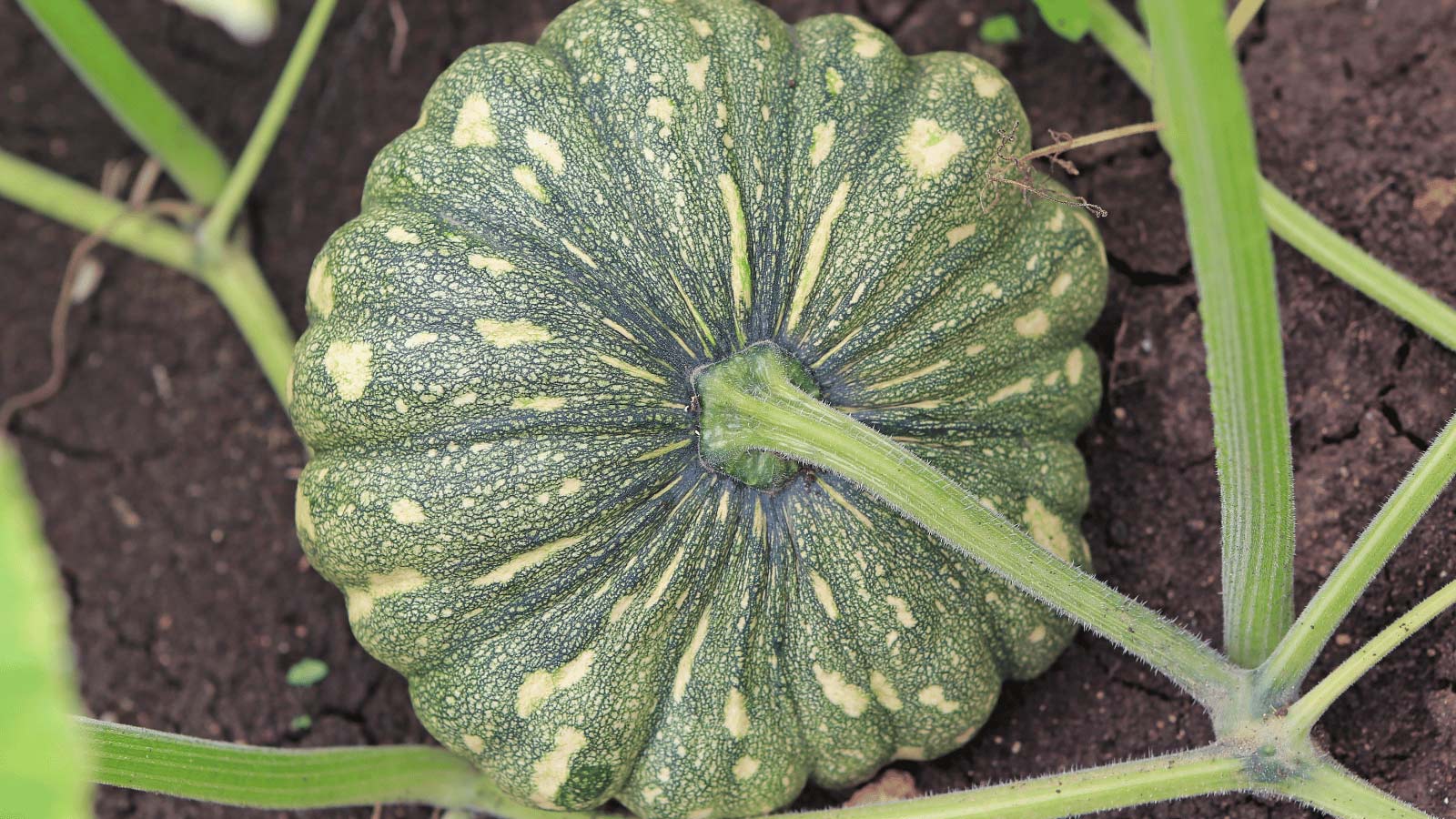 pumpkin-growing-dp154365594 small green pumpkin growing